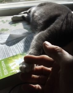 Purrfulness - mindfulness kissan kanssa