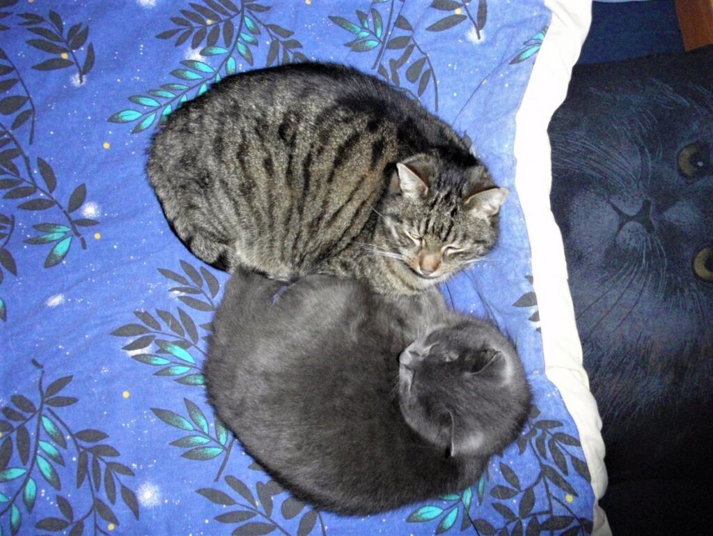 Kissan kehräys kuuluu näidenkin kahden kissaystävyksen keskinäiseen kanssakäymiseen