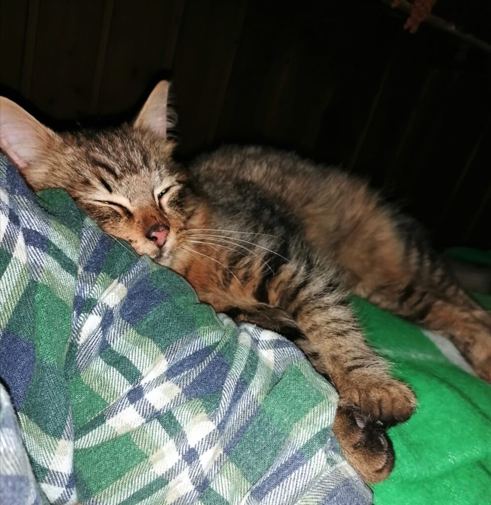 Kissan kehräys parantaa murtunutta kättä